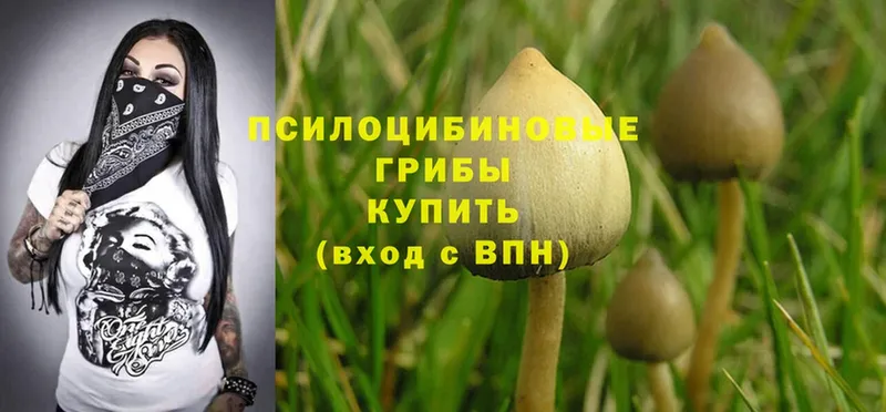 Галлюциногенные грибы Psilocybe  где купить наркоту  Лабинск 